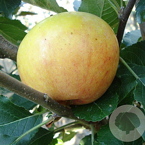 Malus d. 'James Grieve' hoogstam 20L