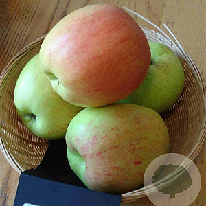 Malus d. 'Notarisappel' halfstam 7,5L