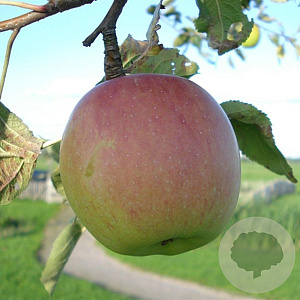 Malus d. 'Notarisappel' hoogstam 20L