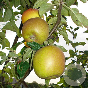 Malus d. 'Notarisappel' hoogstam 20L