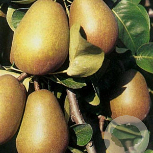 Pyrus c. 'Beurré Hardy' 12-14 HO container