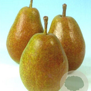 Pyrus c. 'Bonne Louise d'Avranches' halfstam 7,5L