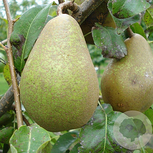 Pyrus c. 'Comtesse de Paris' 16-18HA container