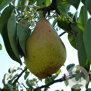 Pyrus c. 'Comtesse de Paris' 16-18HA container
