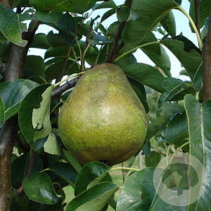 Pyrus c. 'Williams' halfstam 7,5L
