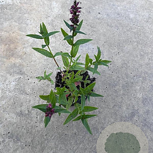 Lythrum sal. 'Robert' GM P9