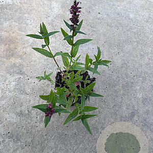 Lythrum sal. 'Robert' GM P9