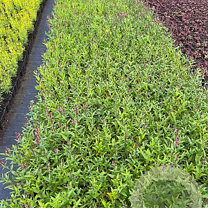 Lythrum sal. 'Robert' GM P9