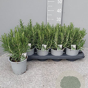 Rosmarinus officinalis P14