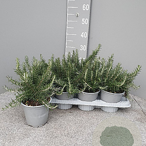 Rosmarinus off. 'Prostratus' P14