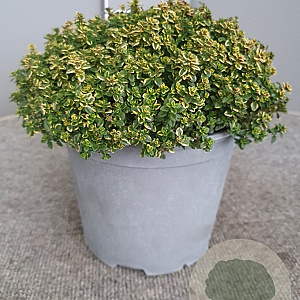 Thymus citriod. 'Aureus' GM C3