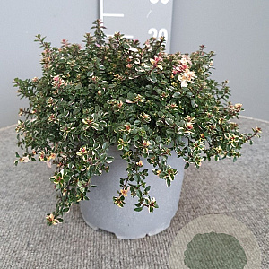 Thymus puleg. 'Foxley' GM C3