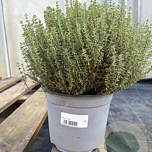 Thymus vulgaris GM C3