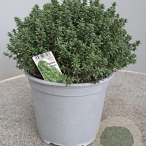 Thymus vulgaris GM C3
