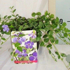 Vinca minor 'Marie' 10-15 cm P13