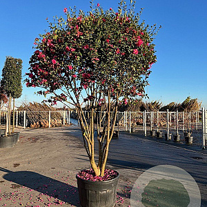 Camellia sasanqua 'Kanjiro' 175-200 cm 45L meerstammig