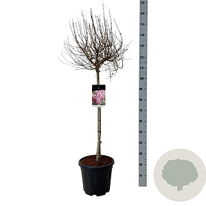 Syringa  'Flowerfest Pink' 80 cm stam 15L