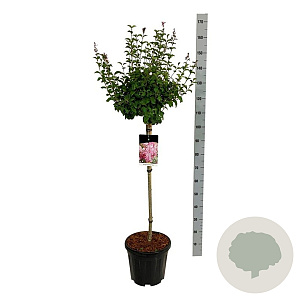 Syringa  'Flowerfest Pink' 80 cm stam 15L