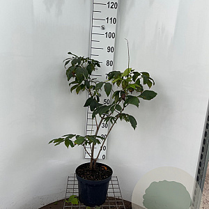 Aesculus parviflora 60-80 cm 7,5L
