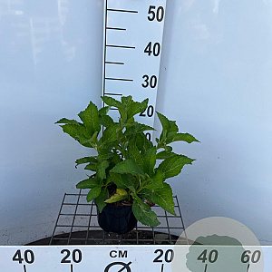 Hydrangea m. 'Mad. Emile Mouillère' 25-30 cm 2,0L