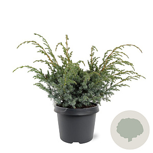 Juniperus chin. 'Blue Alps' 30-40 cm 3,0L