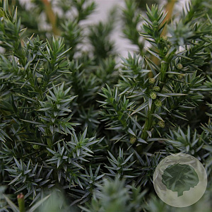 Juniperus chin. 'Blue Alps' 30-40 cm 3,0L
