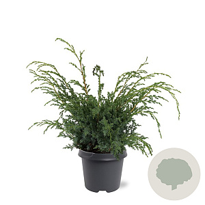 Juniperus chin. 'Blue Alps' 40-50 cm 5,0L