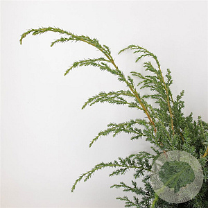 Juniperus chin. 'Blue Alps' 40-50 cm 5,0L