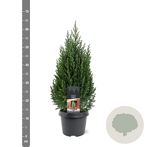 Juniperus chin. 'Stricta' 40-50 cm 3,0L