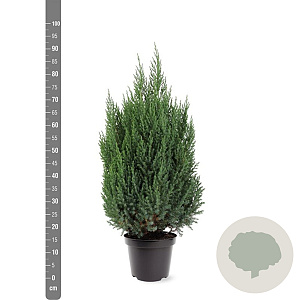 Juniperus chin. 'Stricta' 60-80 cm 7,5L