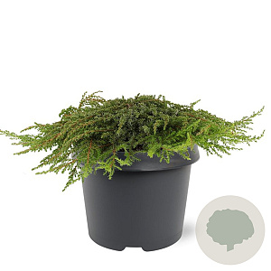 Juniperus comm. 'Green Carpet' 30-40 cm 3,0L