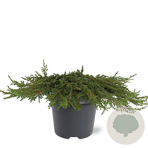 Juniperus comm. 'Green Carpet' 40-50 cm 5,0L