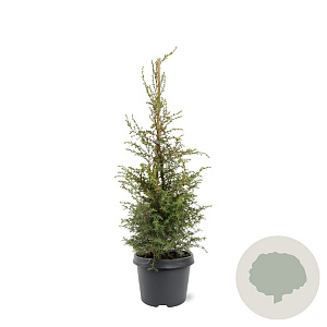 Juniperus comm. 'Suecica' 50-60 cm 3,0L