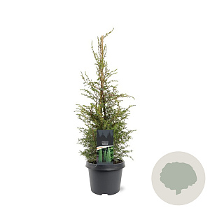 Juniperus comm. 'Suecica' 50-60 cm 3,0L