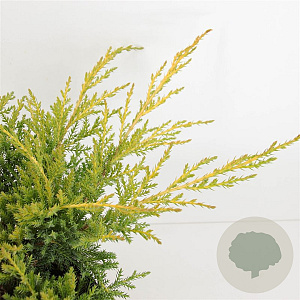 Juniperus pf. 'Gold Star' 25-30 cm 3,5L