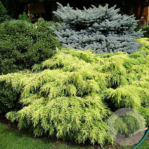 Juniperus pf. 'Gold Star' 25-30 cm 3,5L