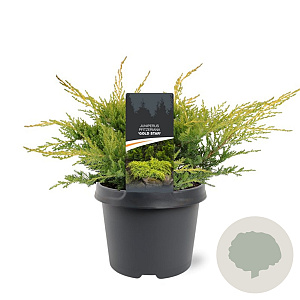 Juniperus pf. 'Gold Star' 25-30 cm 3,5L
