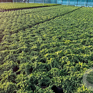 Juniperus procumbens 'Nana' 25-30 cm 3,0L