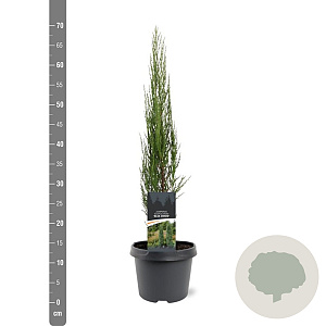 Juniperus s. 'Blue Arrow' 50-60 cm 3,0L