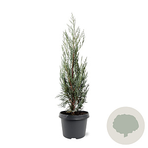 Juniperus s. 'Moonglow' 40-50 cm 3,0L