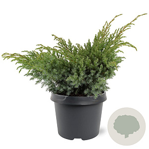 Juniperus squamata 'Blue Spider' 30-40 cm 3,0L
