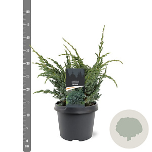 Juniperus squamata 'Meyeri' 30-40 cm 3,0L