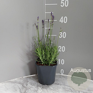 Lavandula ang. 'Hidcote' GM 2,0L