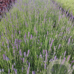 Lavandula ang. 'Hidcote' GM 2,0L