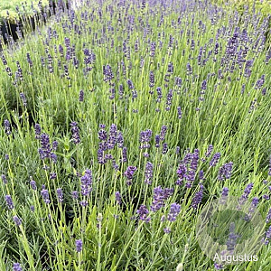 Lavandula ang. 'Hidcote' GM 2,0L