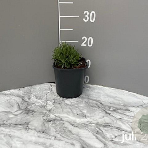 Lavandula ang. 'Hidcote' GM 2,0L