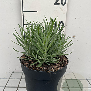 Lavandula ang. 'Munstead' GM 2,0L