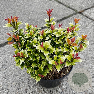 Osmanthus heterophyllus 'Shien' 20-25 cm 3,0L