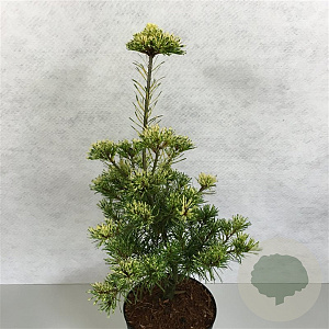 Pinus parv. 'Shikoku' 40-50 cm 7,5L