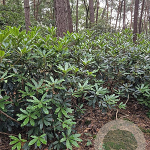 Rhododendron pont. 'Roseum' 125-150 cm met kluit boskwaliteit